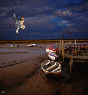 Morston Barn Owl.jpg