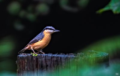 Nut Hatch.jpg