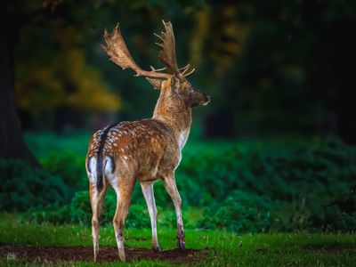 Deer.jpg
