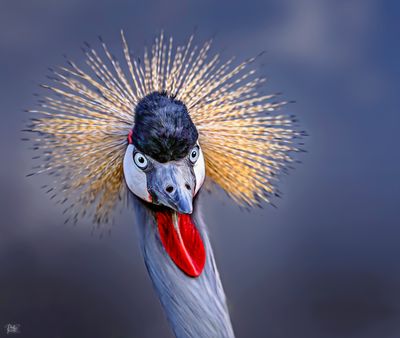 The Stare.jpg