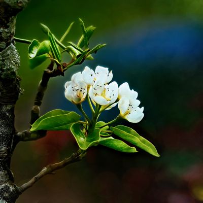 Blossom in the Orchard.jpg