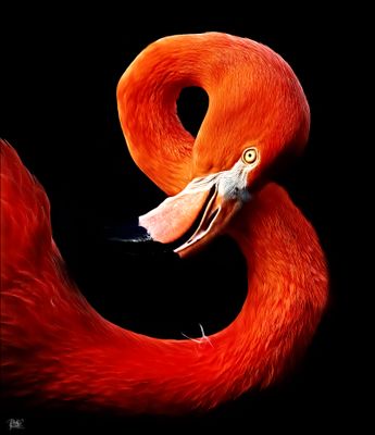 Houdini Flamingo.jpg