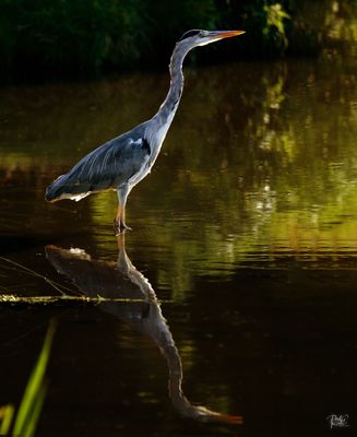 Heron.jpg