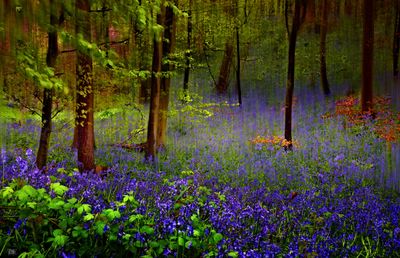 Bluebell Time.jpg