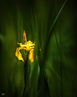 In the Marsh.jpg