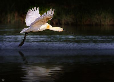 Spoonbill.jpg