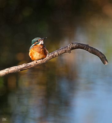 Kingfisherjpg