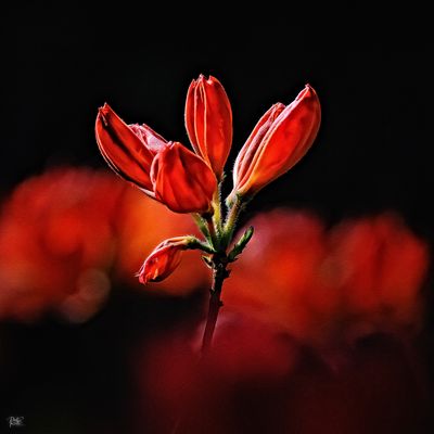 Wonder of Stody Gardens .....jpg