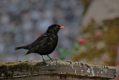 Blackbird.jpg
