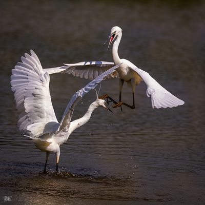 Squabbling.jpg