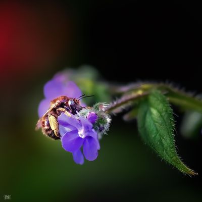 Busy Bee.jpg