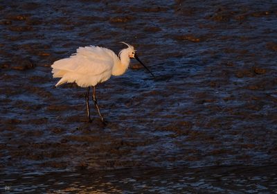 Spoonbill Rousing .....jpg