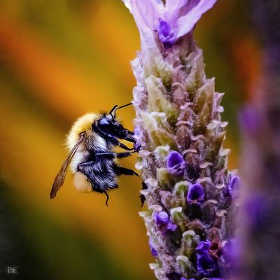 Busy Bee.jpg