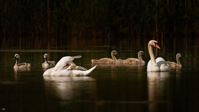Family Outing.jpg