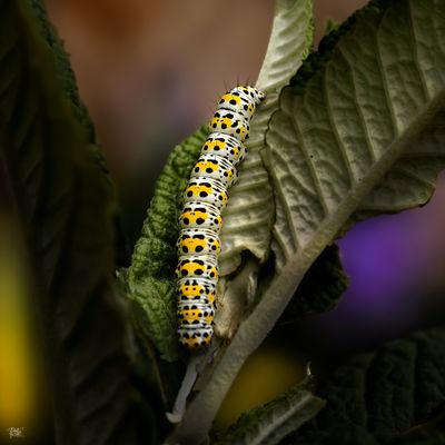 Wonder of Garden Life.jpg