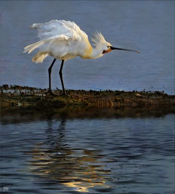 Spoonbill.jpg