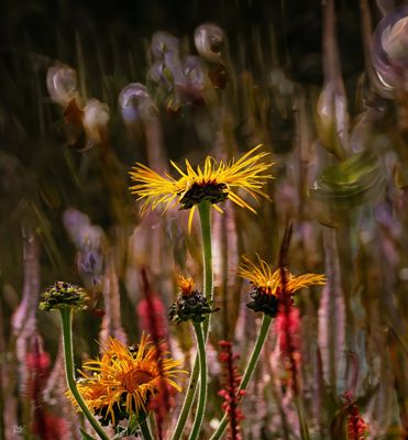Pensthorpe.jpg
