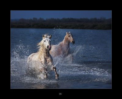 Home Gallop.jpg