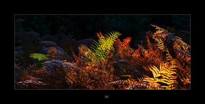 In the Woods Today.jpg