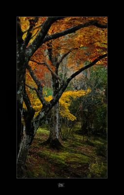 Autumn in Kyoto.jpg