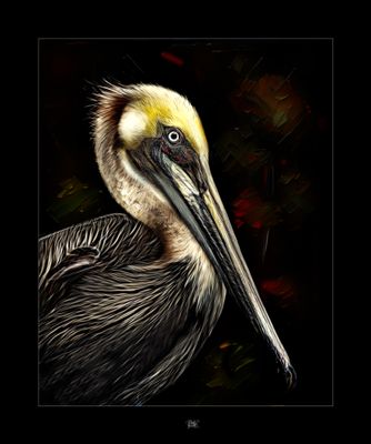 Pelican.jpg