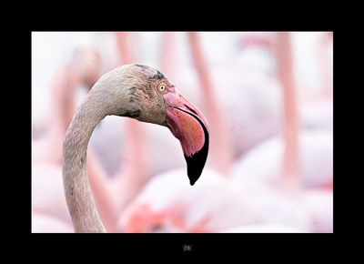 Flamingo.jpg