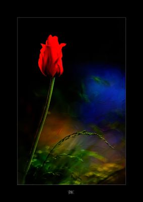 Tulip.jpg