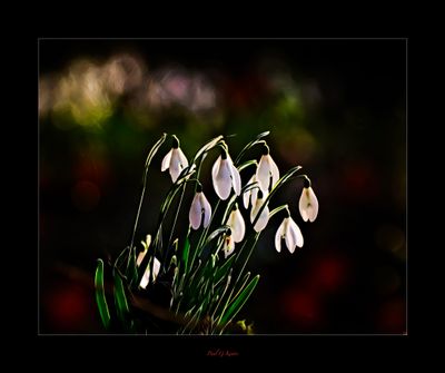 Snowdrops.jpg