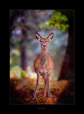 Deer.jpg