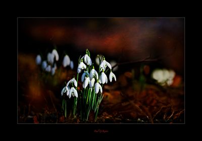 Snowdrops.jpg