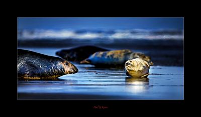 Seals.jpg