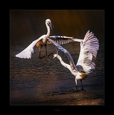 Spoonbill Duel.jpg