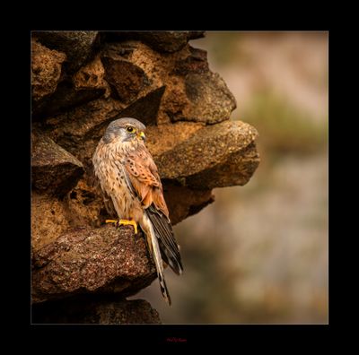 On the Lookout.jpg