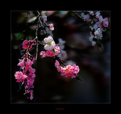 ,New Growth,jpg