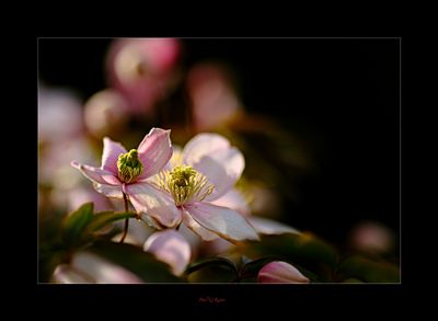 Nice Light.jpg