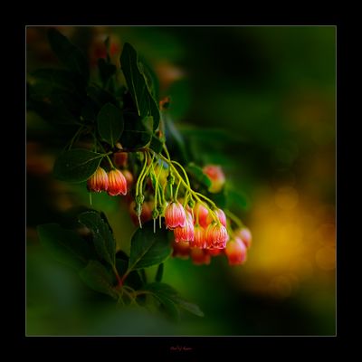 Wondrous Stody Gardens ....jpg