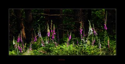 Norfolk Woods.jpg