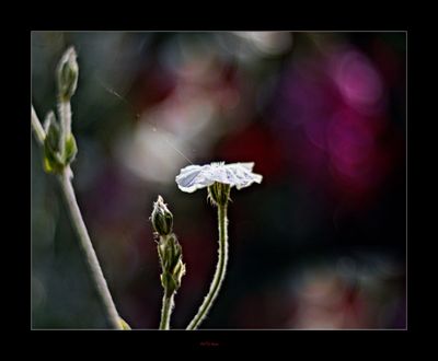 Wonder of Vintage Lenses.jpg