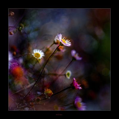 Eying the Flowers.jpg