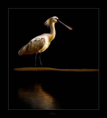 Spoonbill.jpg