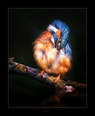 Preening.jpg