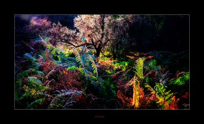 In the Woods Today .....jpg