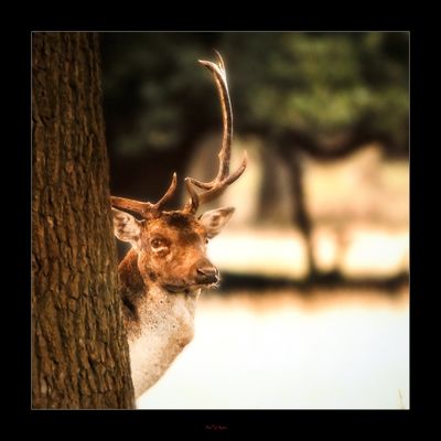 Holkham Deer.jpg