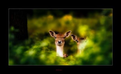 Startled .....JPG