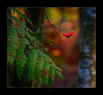 Simplicity in the Woods today .....jpg