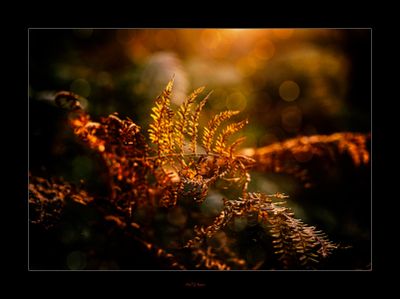 In the Woods again .....jpg