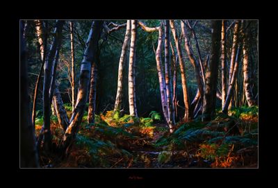 In the Woods Again.jpg