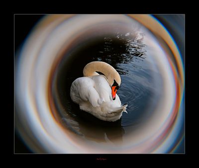 Preening.jpg