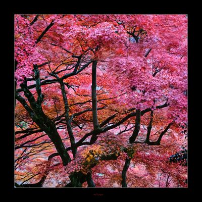 Kyoto .....jpg