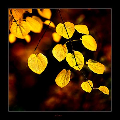 Last Colours of Autumn .....jpg